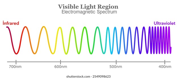 Colors wavelength range, long, short line waves. Red, yellow, green, blue, violet, color light frequency, rainbow. Visible electromagnetic spectrum diagram. Ultraviolet to infrared radiation. Vector	