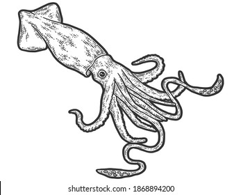 Colossal squid. Engraving vector illustration. Sketch scratch