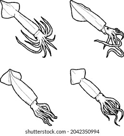 Colossal Squid Vector Illustration Hand Drawn Animal Cartoon Art