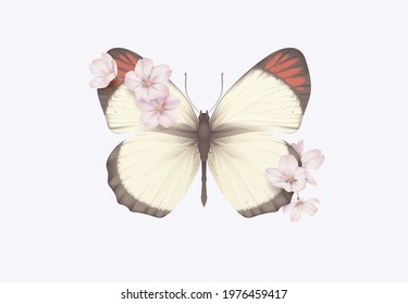 Colotis antevippe butterfly decorated with Somei Yoshino sakura flowers