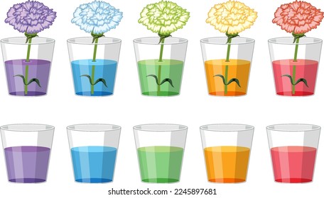 Colour changing flower science experiment illustration