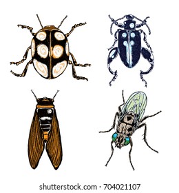 Colour Insect stipple drawing set isolated. Insects and bugs collection in trendy embroidery stippling and hatching, shading style. Vector.