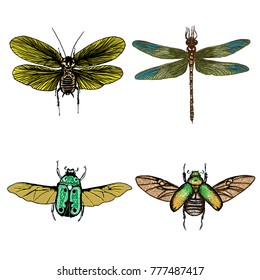 Colour Insect stipple drawing set isolated. Insects and bugs collection in trendy embroidery stippling and hatching, shading style. Vector.