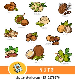 Colour set of nuts, collection of vector nature items. Cartoon visual dictionary for children