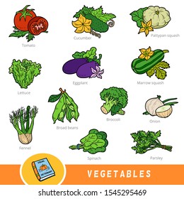 Colour set of vegetables, collection of vector nature items. Cartoon visual dictionary for children about plants