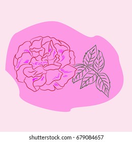 Colour sketch, silhouette rose flower on delicate pink watercolor stain , vector illustration