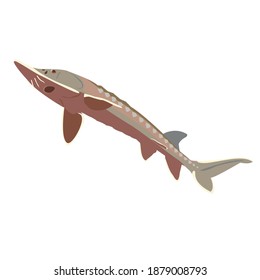 
colour vector flat sturgeon fish. 