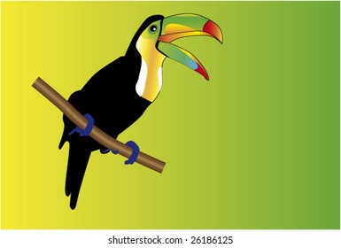 coloured bird