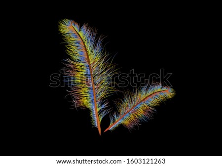coloured feather isolated on a black background