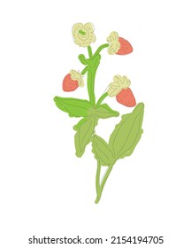 coloured flowers hand drawn raspberry berry forget me nots illustration eps 10