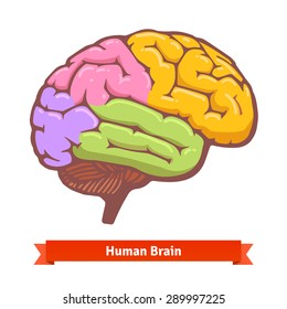 Coloured Human Brain Diagram. Flat Vector Illustration.