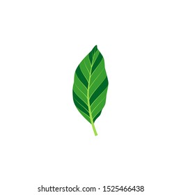 Coloured tropical leaf. Vector isolated illustration with exotic leaf on white background. Can be used for printing, banners, postcard, websites, clothing.