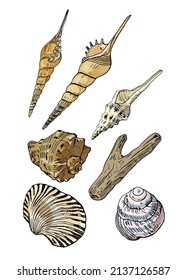 Coloured various mollusk seashell set vector drawing.
