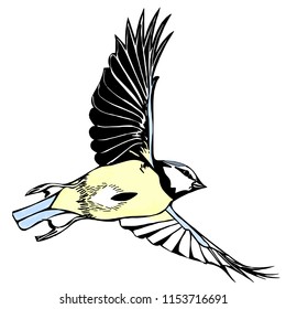 Coloured vector graphic Blue tit in-flight, viewed from below.