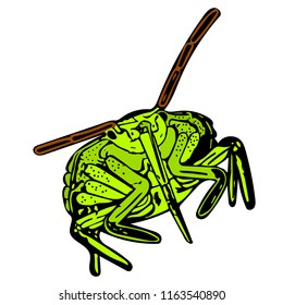 Coloured vector graphic of a common Green Shield bug head-on.