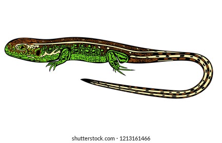 Coloured vector graphic of male Sand lizard with his vibrant mating colours side-on.