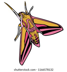 Coloured vector graphic of perched Elephant hawk moth from above.