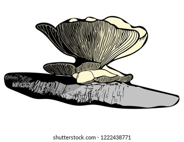 Coloured vector graphic of single Oyster mushroom growing on fallen silver birch.