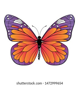 colourful butterfly on white background Vector art