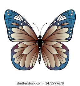 colourful butterfly on white background Vector art