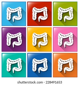 Colourful buttons with internal organs on a white background
