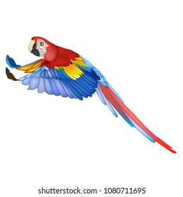 Colourful flying parrot isolated on white 