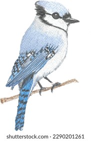 Colourful hand drawn animals in watercolour