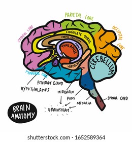 Colourful human brain anatomy vector illustration