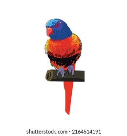 The colourful parrot with white background. 