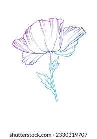 Colourful poppy flower. Isolated flower as a design element. Hand drawn sketch style. Line art. Ink drawing. Vector illustration. Tattoo design. 