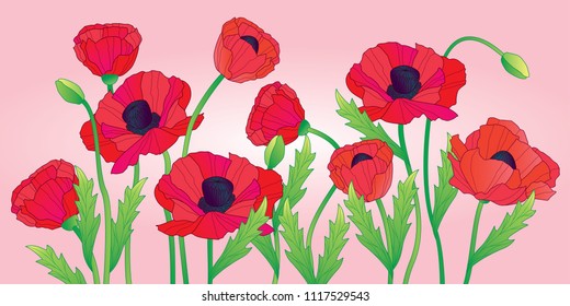 Colourful poppy flowers banner - pink background