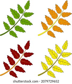 Colourful rowan leaves on white background, vector icons