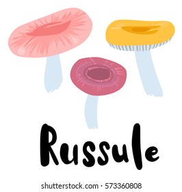 Colourful Russule Wild Mushrooms with Typography