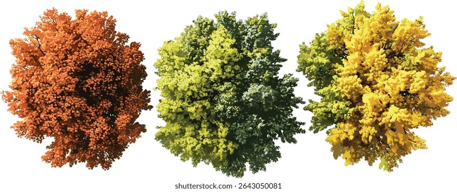 Colourful seasonal top view of trees, vibrant autumn foliage, aerial forest view, fall landscape, nature photography, trees with changing leaves, autumn foliage background
