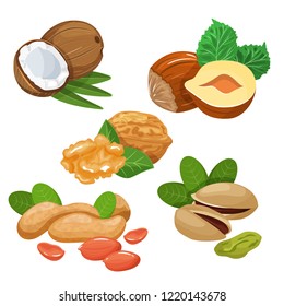 Colourful sketch of different kinds of nuts. Vector isolated kernels collection. Realistic outline icons can use for a logo, emblem creation or for a recipe of vegetarian nutrition.