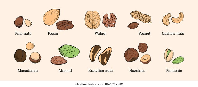 Colourful sketch of different kinds of nuts. Vector isolated kernels collection. Realistic outline icons can use for a logo, emblem creation or for a recipe of vegetarian nutrition.