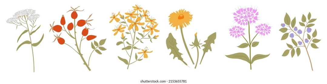 Terraza colorida de verano para hierbas medicinales para el diseño o menú de un paquete de té. Hija rosa, tutsan, león, orégano, yarrow, arándano. Ilustración plana vectorial.