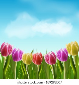 Colourful Tulips against a Blue Sky with Fluffy Clouds