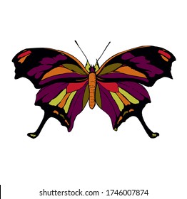 Colourful Vector Butterfly. Vector illustration.
