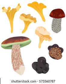 Colourful Wild Mushroom Set