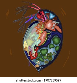 Colourfull Pregnant Daphnia Magna plankton for Betta Fish, Fighting Fish or Fighter Fish food. The Indonesian people called (Kutu Air, Kutir). Vector Illustration