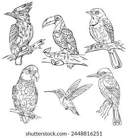 Colouring Adventure with Exotic Birds