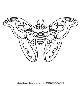 Colouring page for children, beautiful butterfly attacus atlas moth. Simple minimalistic design for colouring book, preschool activity and fun for kids.