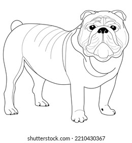 Colouring page, hand drawn, vector. Dog 2, breed English Bulldog, object isolated on white background.