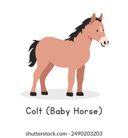 Colt (baby horse) vector illustration. Cute colt cartoon clipart, animal in flat style. Farm animals concept, rural farming. Livestock animal baby horse vector design isolated on white background