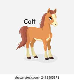 Colt Vector Illustration: Young Horse Foal