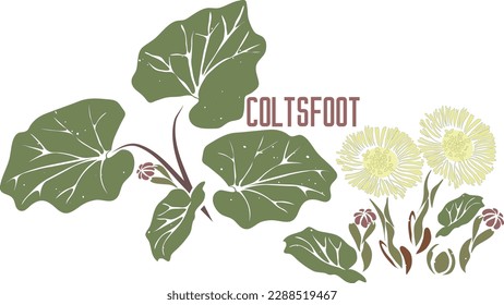 Colts foot in vector silhouette. Tussilago farfara medicinal herb image. Set of vector botanical illustration of Coltsfoot flowers in color for medicine. Coltsfoot plant in contour and color singly