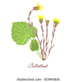 Coltsfoot flower vector