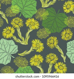 Coltsfoot. Seamless pattern with hand-drawn flowers on a dark gray background.  Vector illustration.