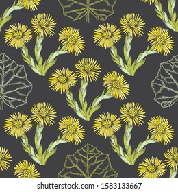 Coltsfoot. Seamless pattern with hand-drawn flowers on black background.  Vector illustration.